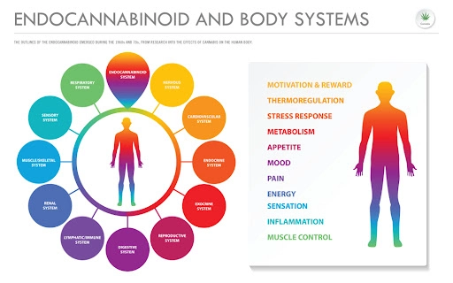 Endocannabinoid and Body System