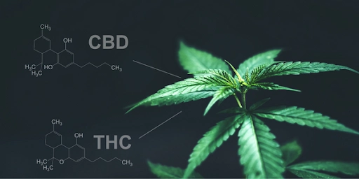 THC helps fight inflammation