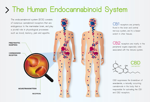 Human Endocannabinoid system
