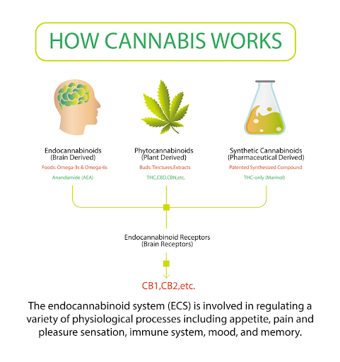 how cannabis works