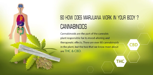 How Does Marijuana Work cachexia