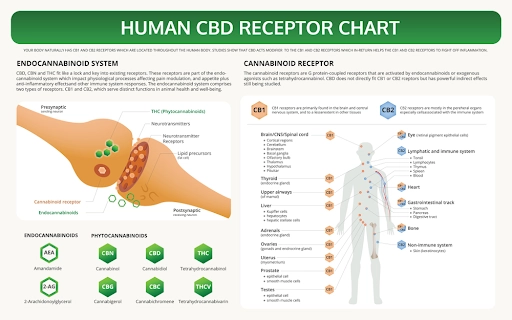 Human CBD receptor chart