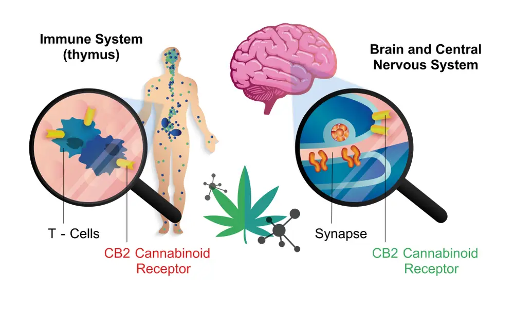 the human endocannabinoid system brain