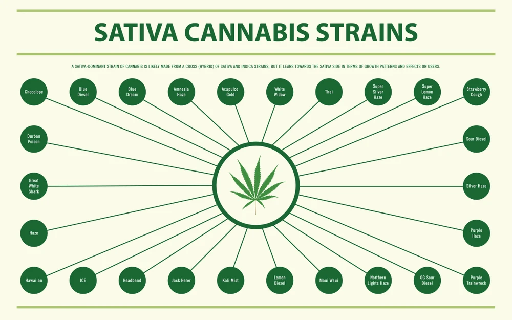 Sativa-Cannabis-
