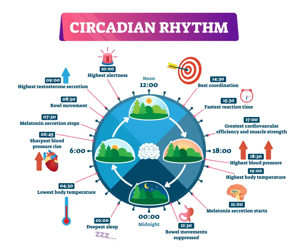 Circadian-rhythm.