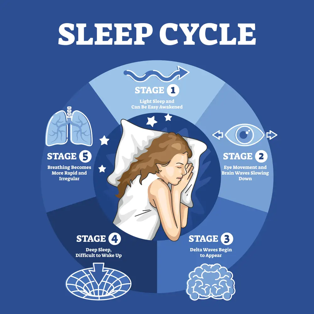Sleep-cycle