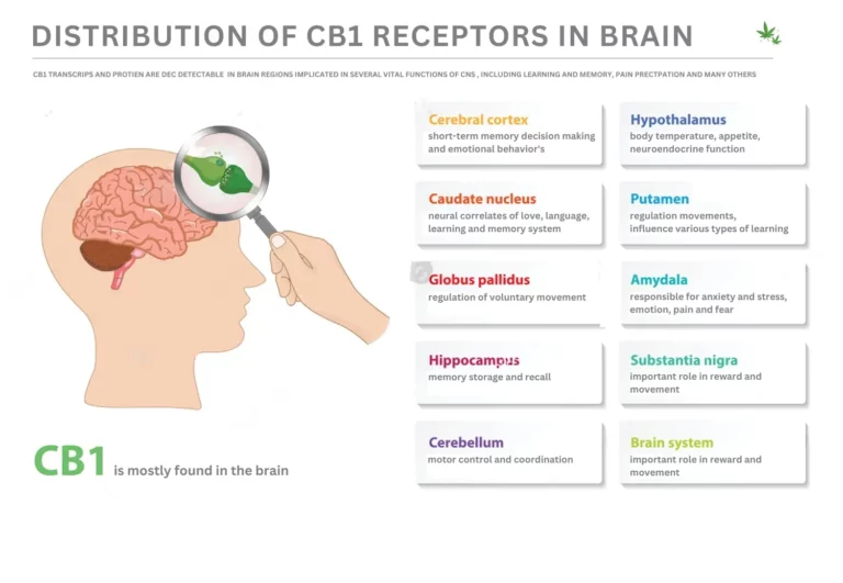 Distribution cb1 Receptors in brain