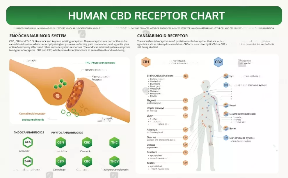 human-cbd-receptor-chart