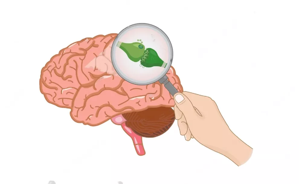 endocannabinoid-system-inside-brain