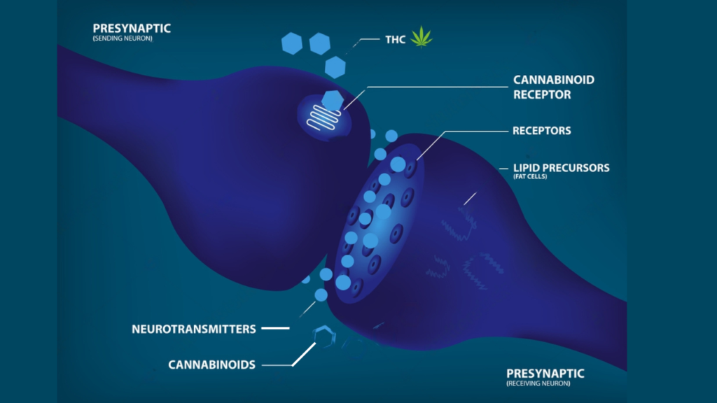 The Psychopharmacology of Cannabis and its Impact on Mental Health