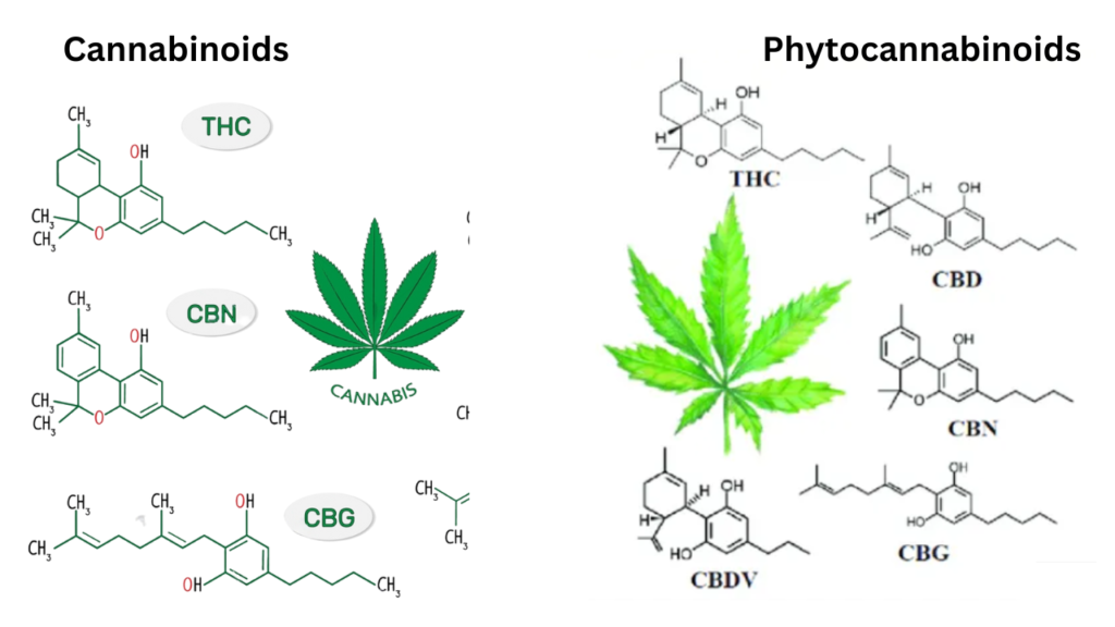 cannabinoids and phytocannabinoids and it's molecules