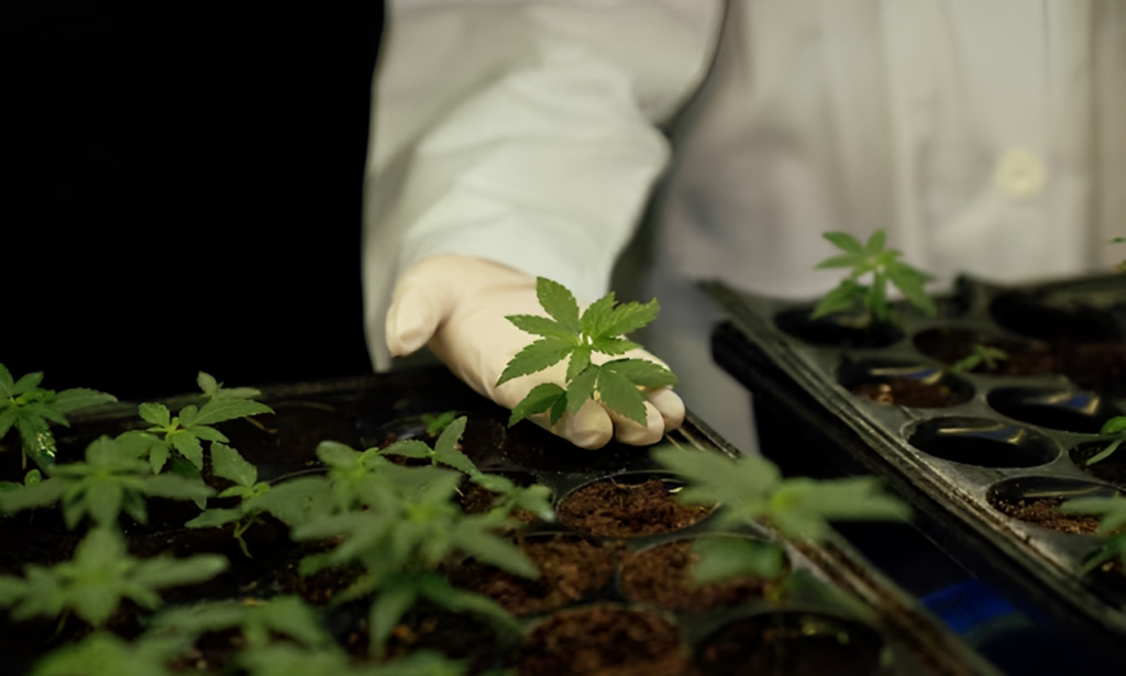 marijuana cultivation in lab