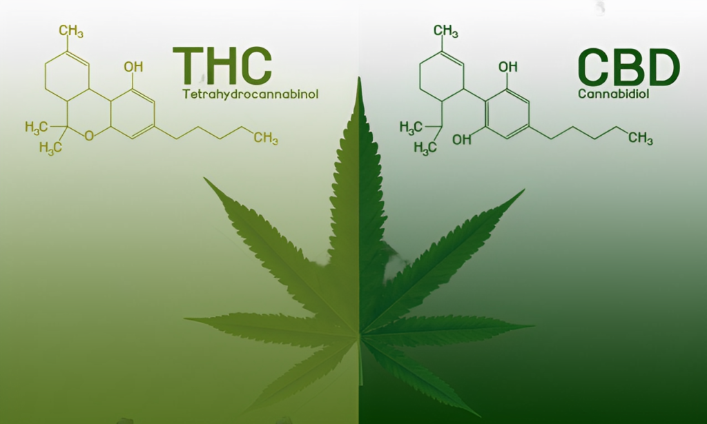 thc and cbd of marijuana
