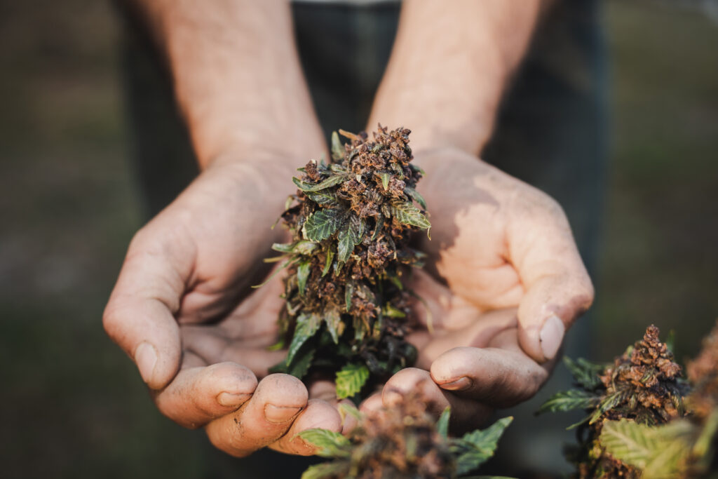 Holding a farmer holding a cannabis leaf