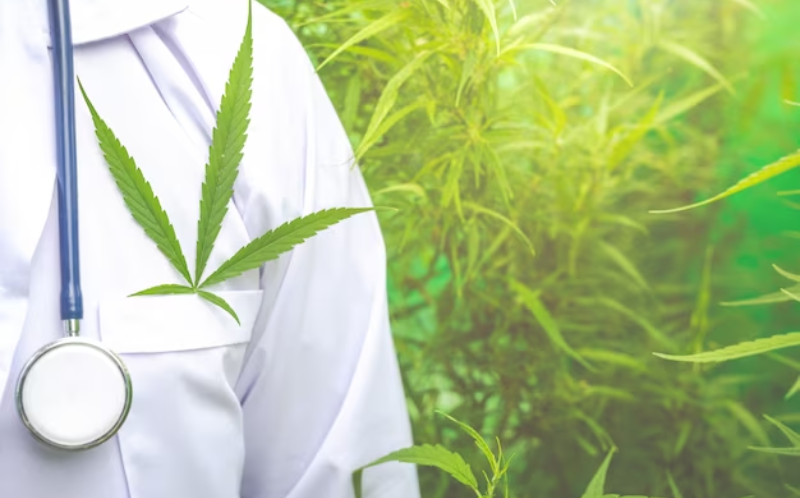 Marijuana plant in Doctor's Pocket